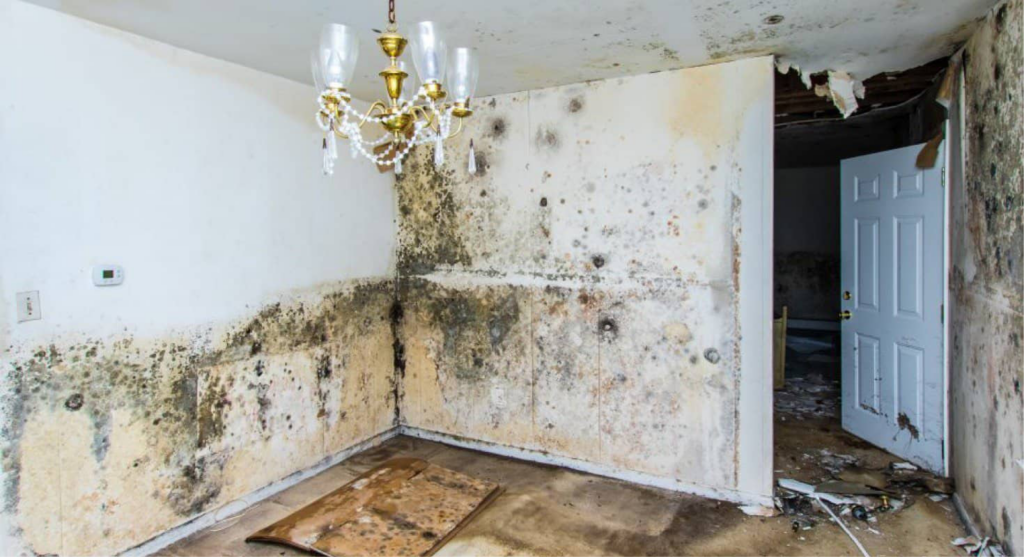 MOLD 8 1024x557